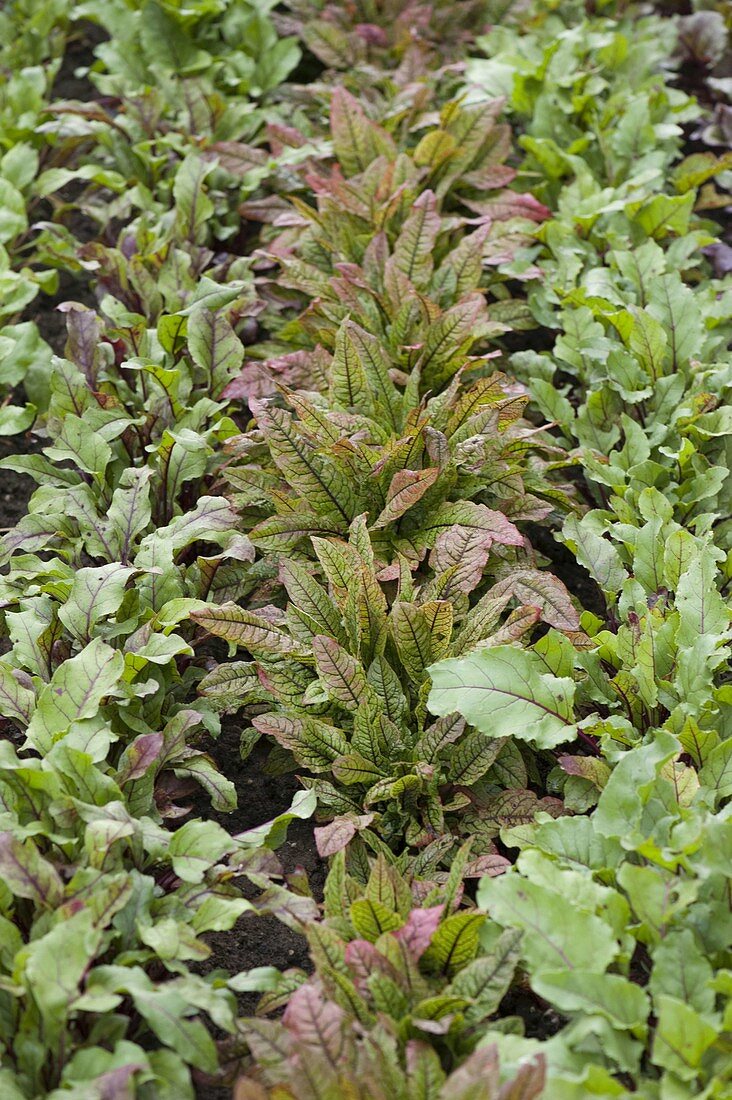 Blood dock (Rumex sanguineus ssp. sanguineus 'Red-veined Dock')