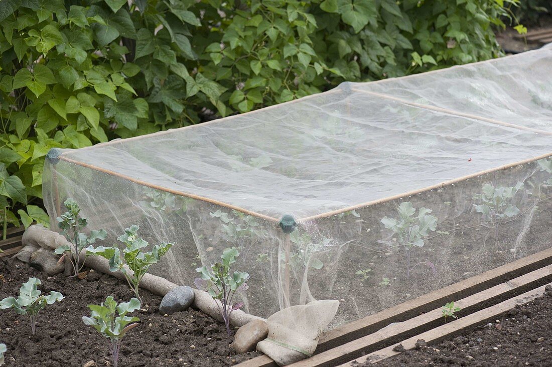 Cultivate cabbage plants (Brassica) under vegetable protection net