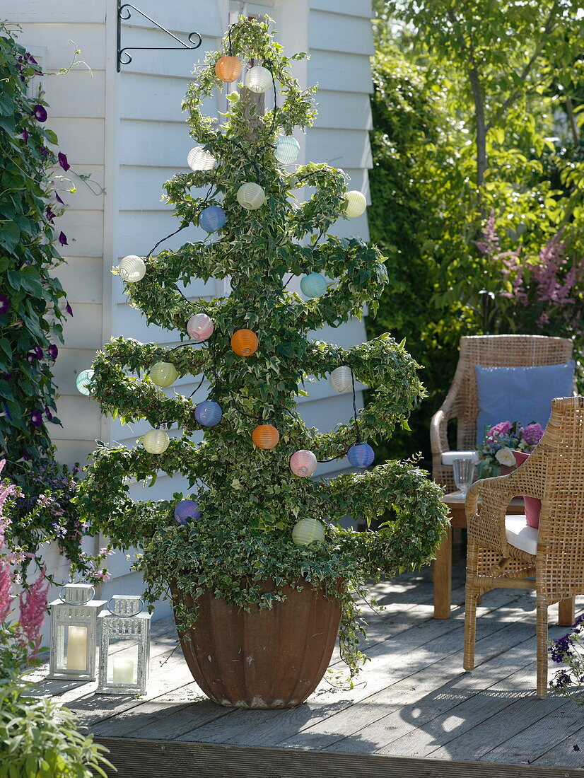 Hedera (ivy) grown on fir-tree shaped scaffolding