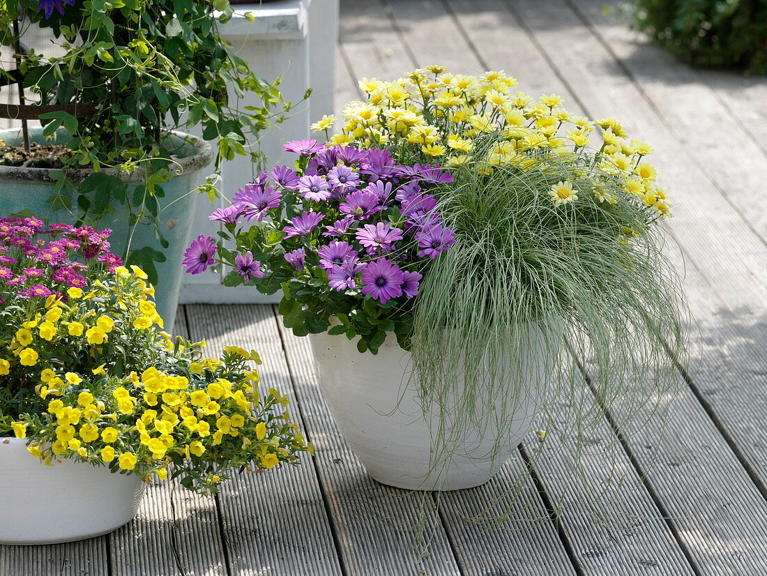 Osteospermum Impassion 'Lavender Rose' (Kapkörbchen), Carex 'Frosted Curls'