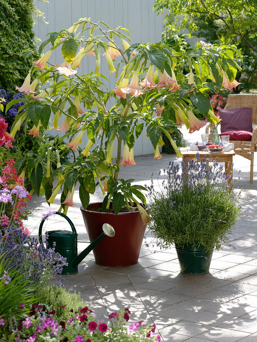 Datura 'Pink Favourite' (Engelstrompete), Lavendel (Lavandula)