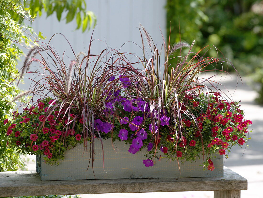 Pennisetum 'Fireworks' (Feather Bristle Grass), Petunia 'Indigo Charm'