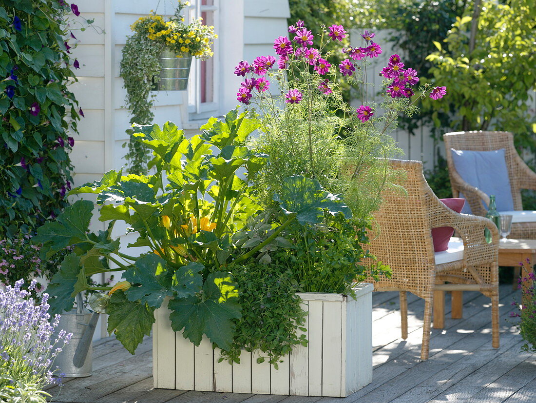 Homemade wooden box with zucchini (Cucurbita pepo), Cosmos