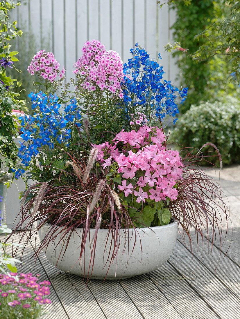 weiße Cottageschale mit Delphinium 'Piccolo' (Rittersporn)