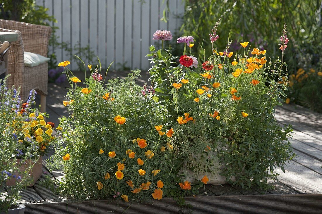 Eschscholzia (Californian gold poppy), Zinnia (zinnias), Antirrhinum