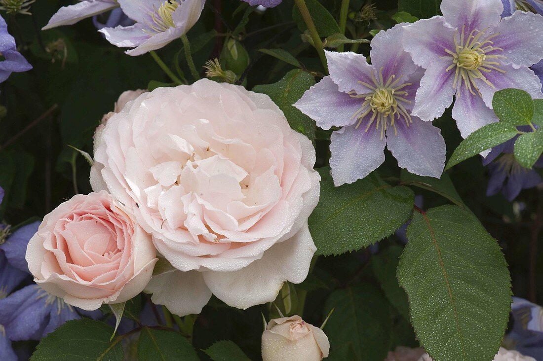 Rosa 'Clair' (Renaissance rose), Clematis 'Juuli', 'Piilu' (woodland vine)