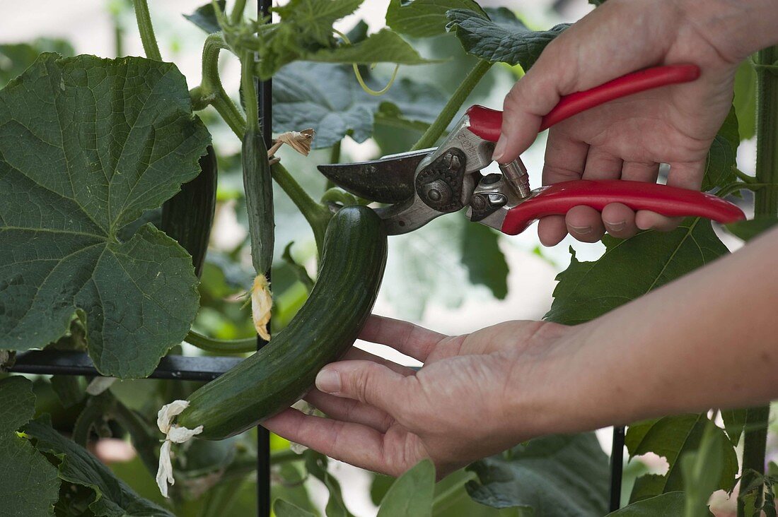 Refined mini snake cucumber is harvested with scissors