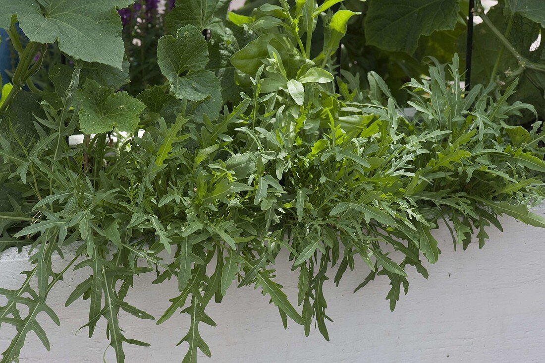 Rocket (Eruca sativa) in a box