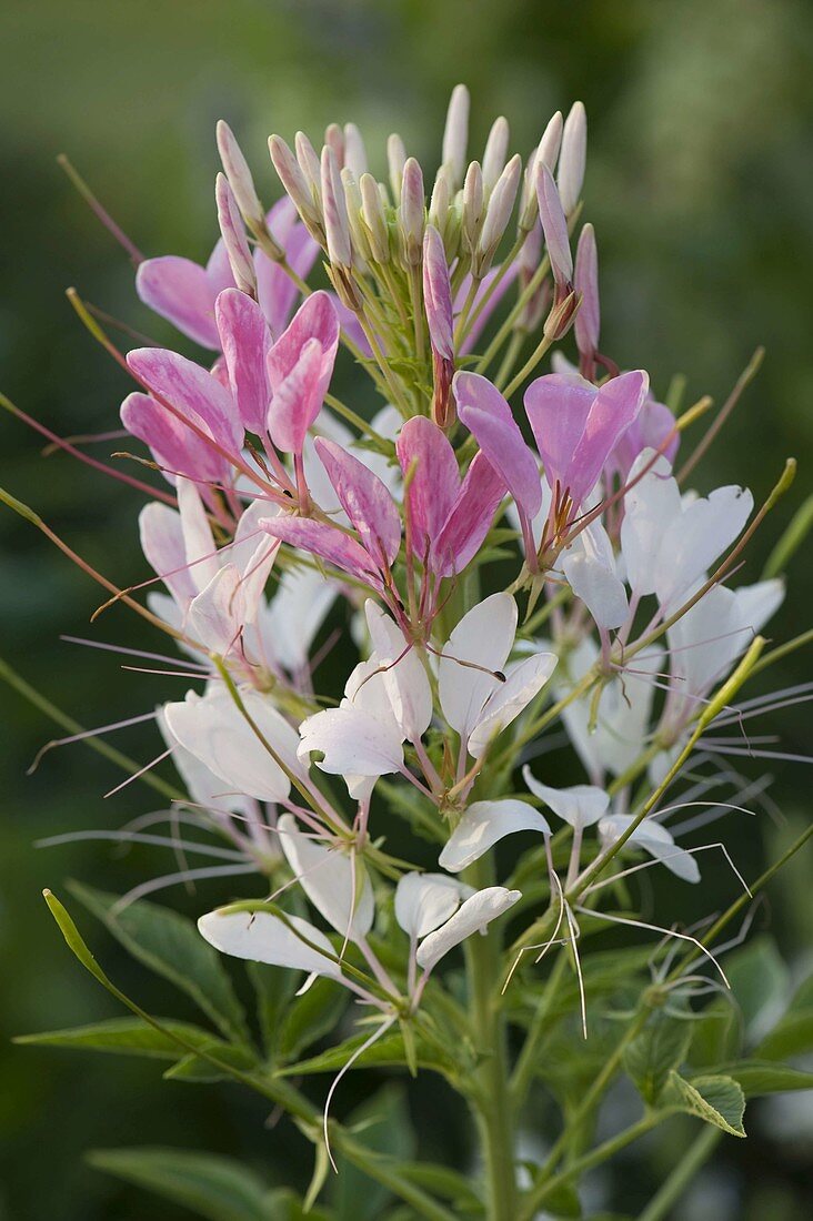 Cleome spinosa 'Rose Queen' (spider plant)