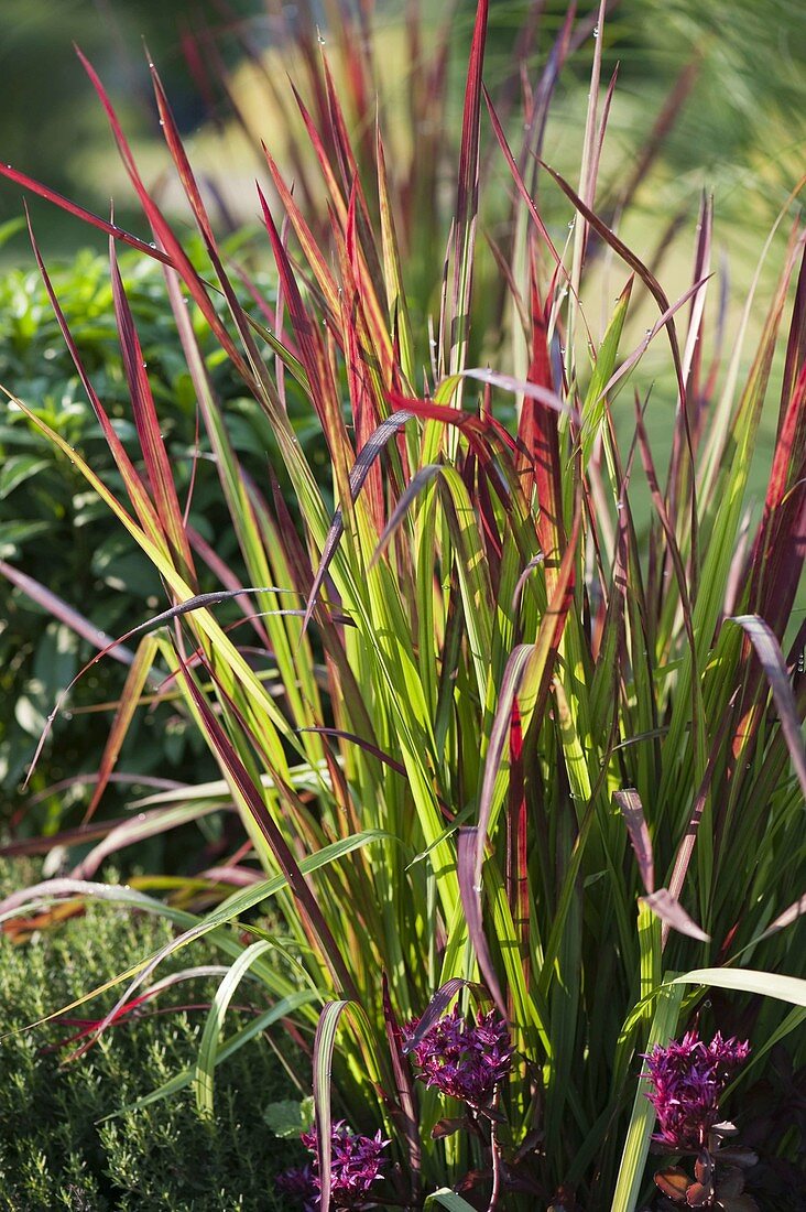Imperata cylindrica 'Red Baron' (Japanese Red Grass)