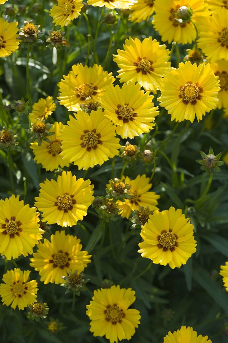 Coreopsis grandiflora 'Sun Child' (Girl's Eye)