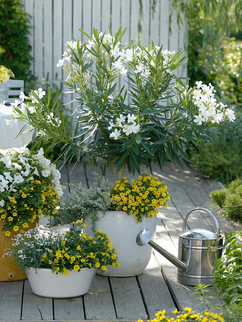 White-yellow terrace with oleander