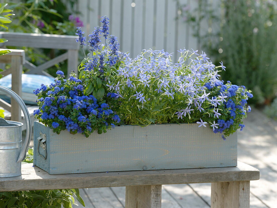 Ageratum (Leberbalsam), Solenopsis axillaris 'Blue Star' (Laurentia), Salvia