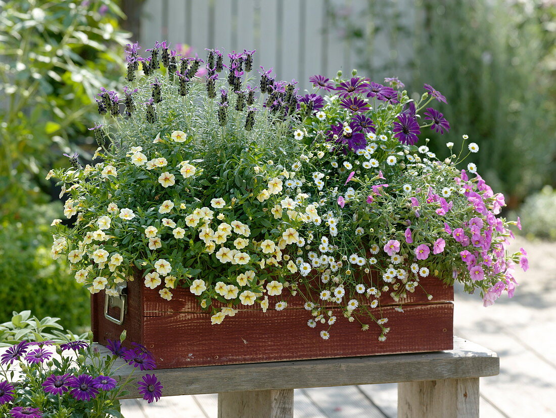 Schopflavendel (Lavandula stoechas), Calibrachoa Celelebration