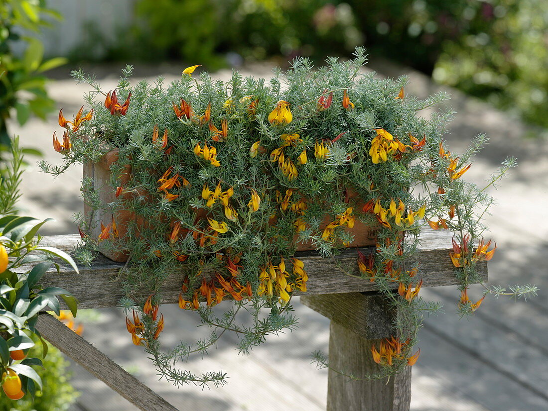 Lotus berthelotii 'Gold Flash' (Canary horn clover) in terracotta box