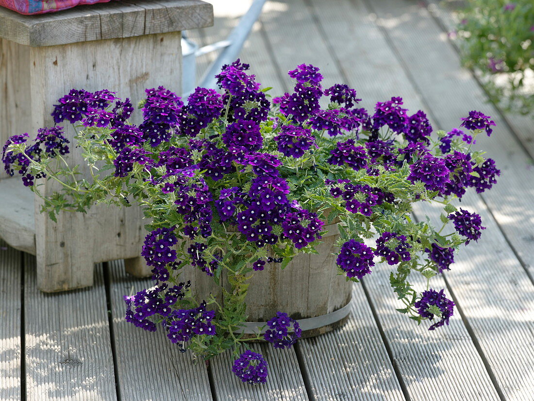 Verbena Star Dreams 'Blue Eye' (Verbena) in wooden barrel