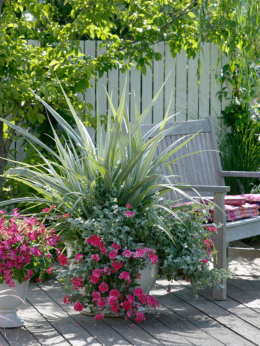 Astelia chathamica 'Silver Spear', Verbena 'Coral Pink'