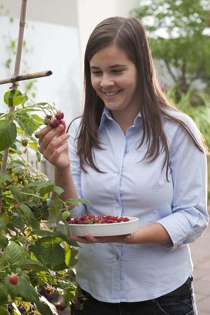 Young woman picking raspberries (Rubus)