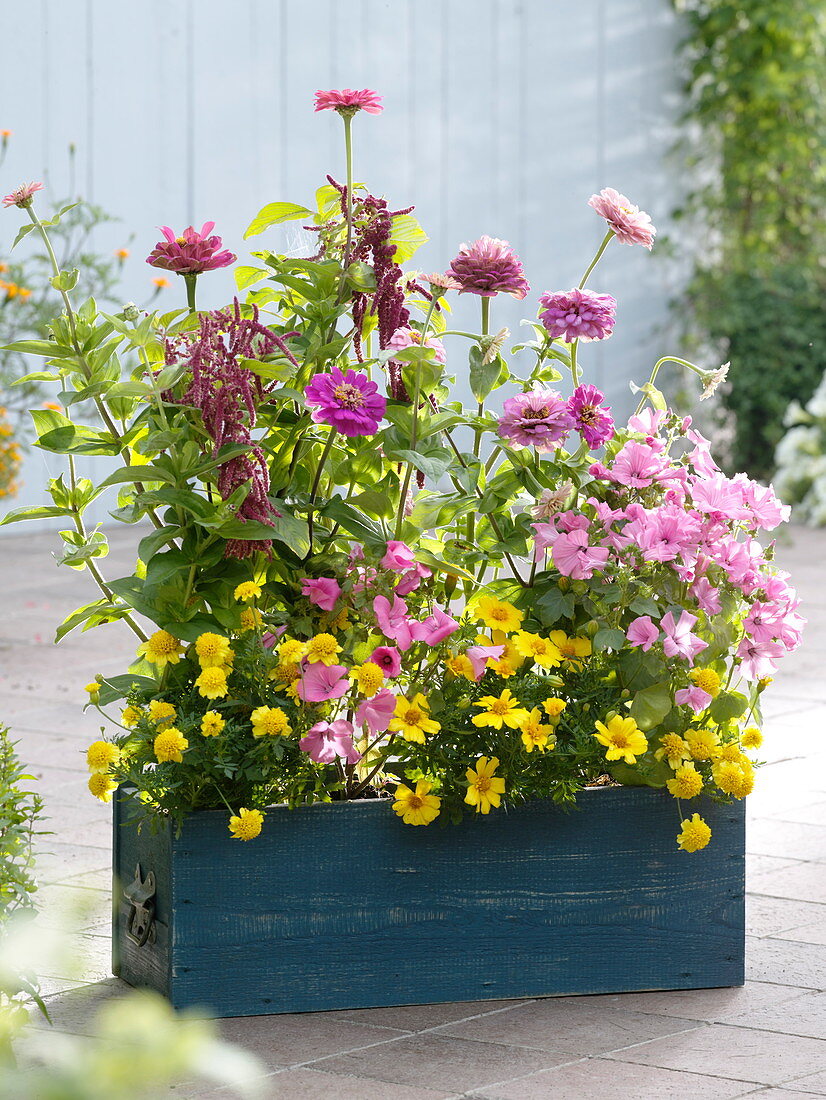 Blue box with summer flowers