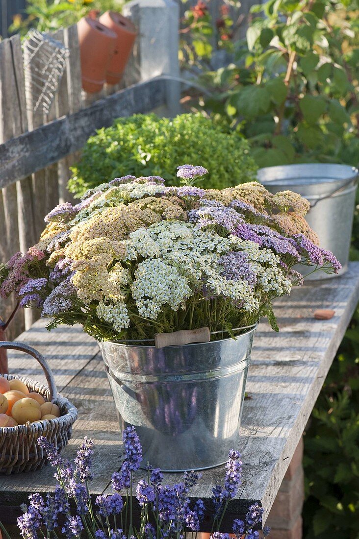 Strauß aus Achillea (Schafgarbe) in verschiedenen Farben