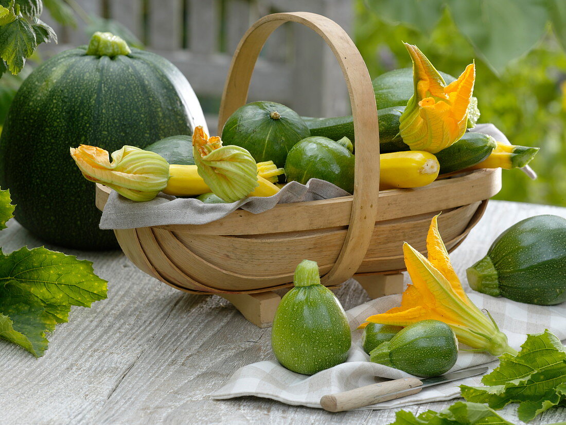 Frisch geerntete Zucchinisorten im Korb