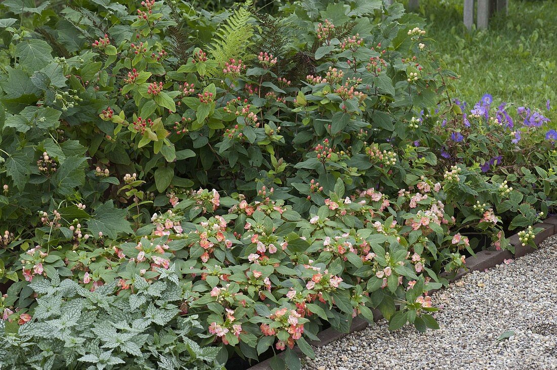 Impatiens Fusion 'Heat' (Costa Rica - Lieschen), Hypericum inodorum