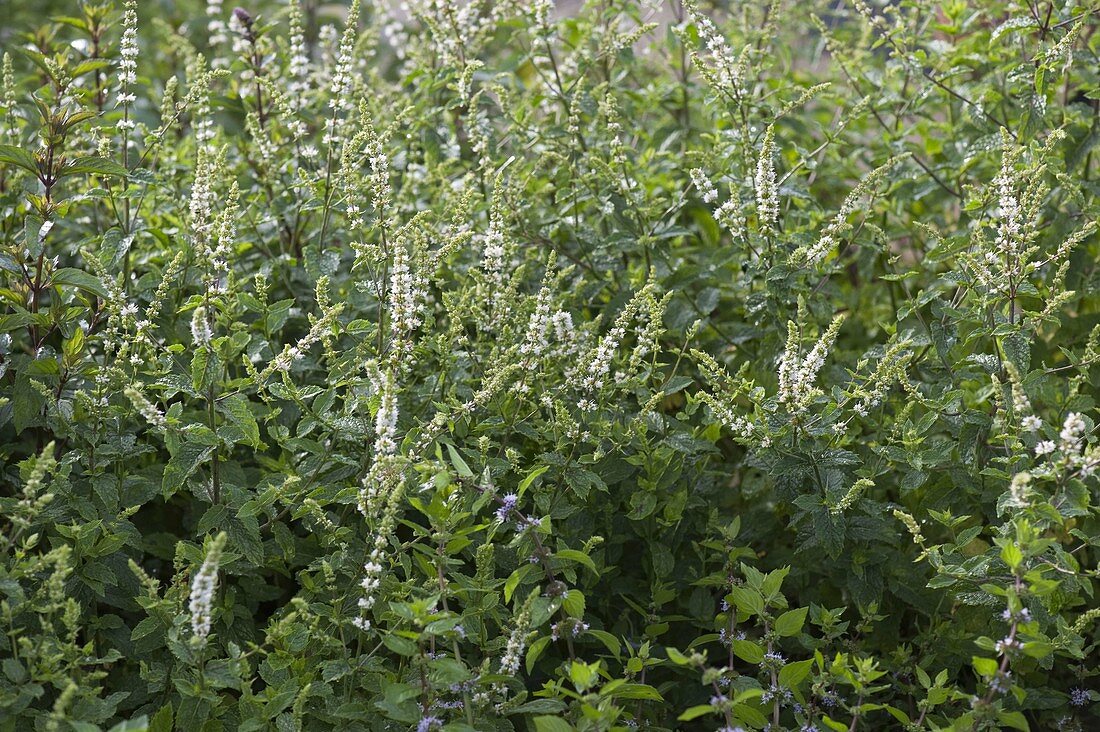 Spearmint (Mentha spicata)