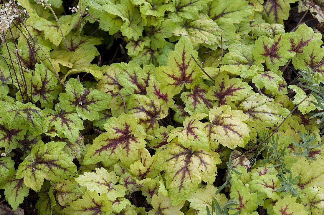 Heucherella 'Stoplight' (Bastard-Purpurglöckchen)