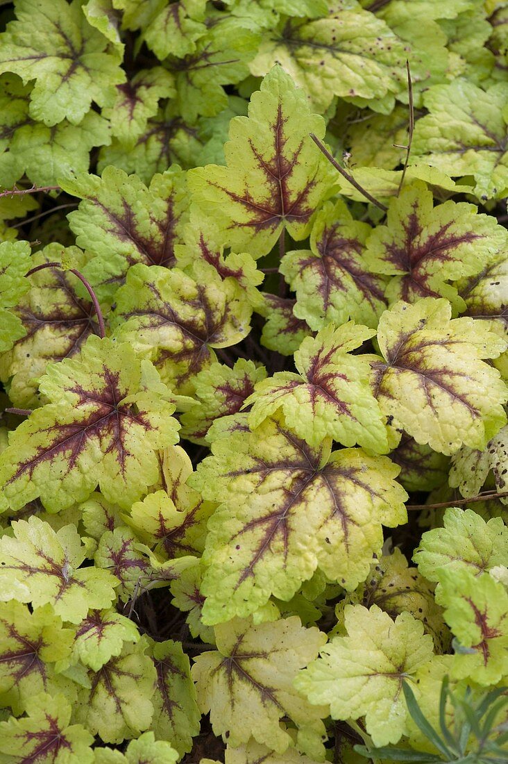 Heucherella 'Stoplight' (Bastard-Purpurglöckchen)