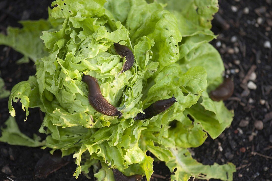 Brown slugs (Arion subfuscus) eat head of lettuce (Lactuca)