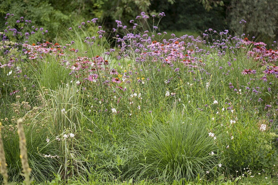 Natural garden with perennials and grasses