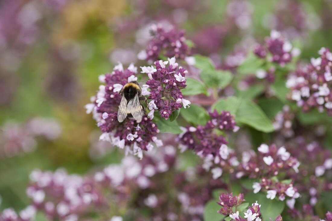 Oregano, Dost 'Kulturform' (Origanum vulgare)