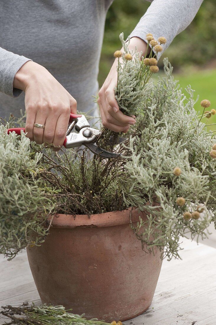 Woman pruning silver-leaved santolina (Santolina chamaecyparissus)