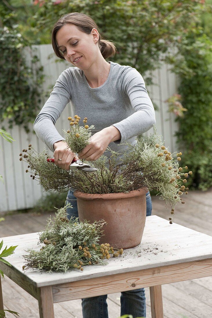 Frau schneidet Silberblättriges Heiligenkraut (Santolina chamaecyparissus)