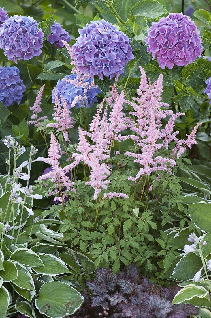 Bed with blue hydrangea and astilbes