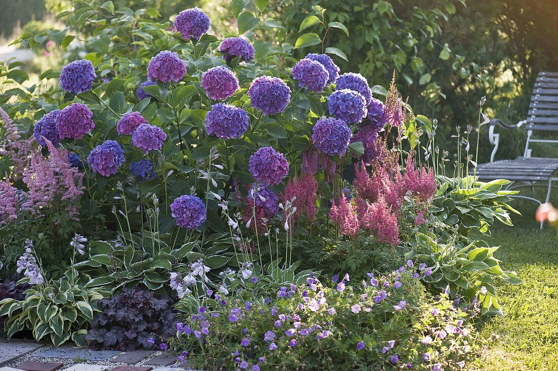 Bed with blue hydrangea and astilbes