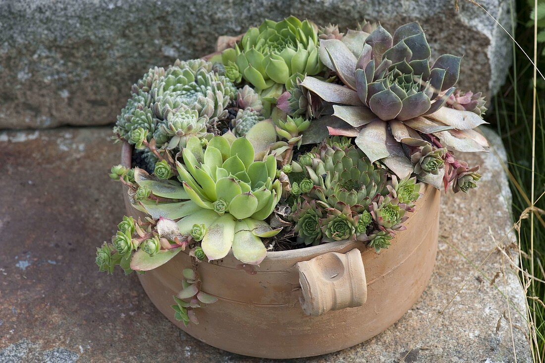 Terracotta pot with Sempervivum (houseleek)