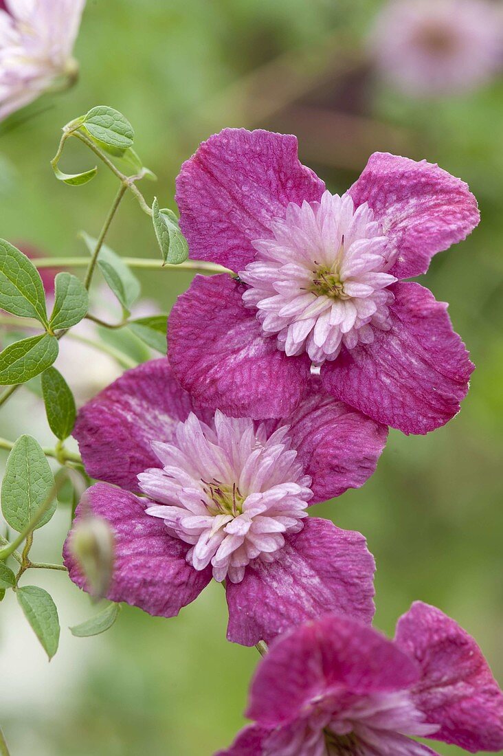 Clematis viticella 'Avant-Garde' (Italienische Waldrebe)