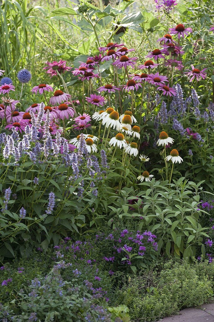 Agastache foeniculum (Anisysop, scented nettle), Echinacea purpurea