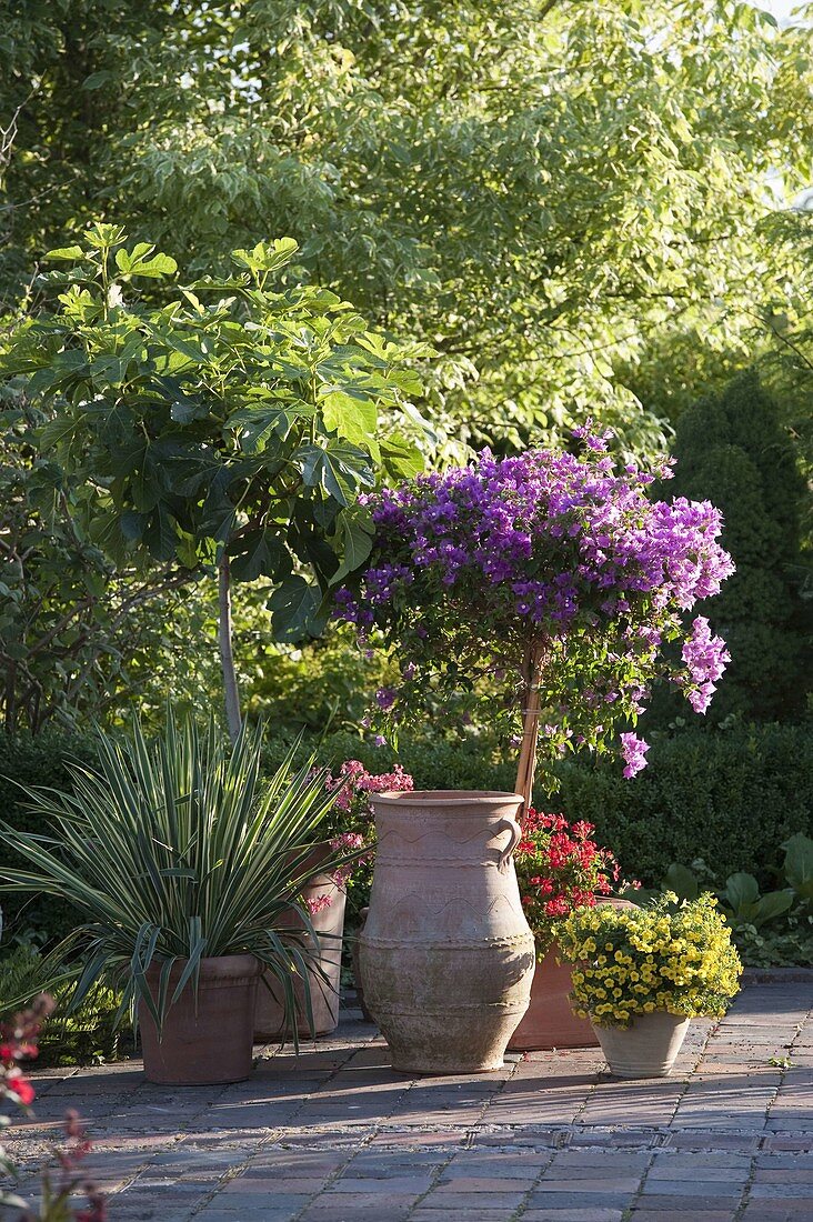 Mediterranean terrace with bougainvillea, Ficus carica (true fig)