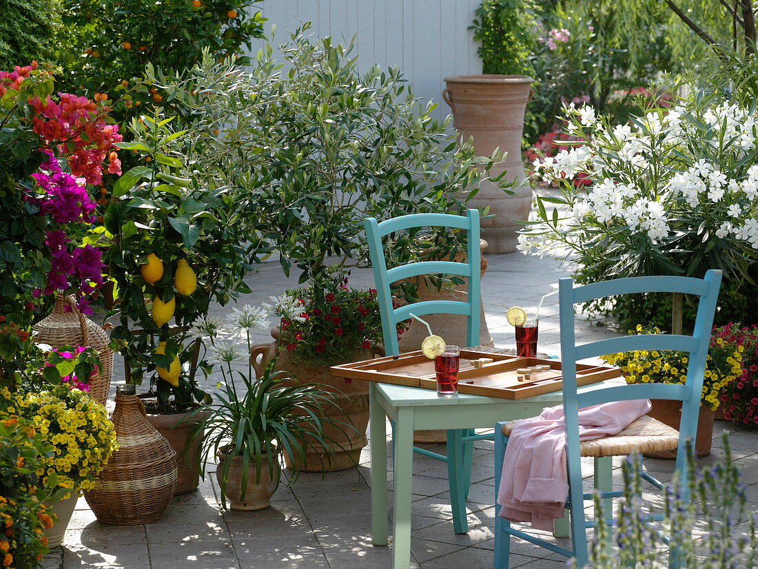 Griechische Terrasse : Olea europaea (Olive), Bougainvillea , Citrus limon