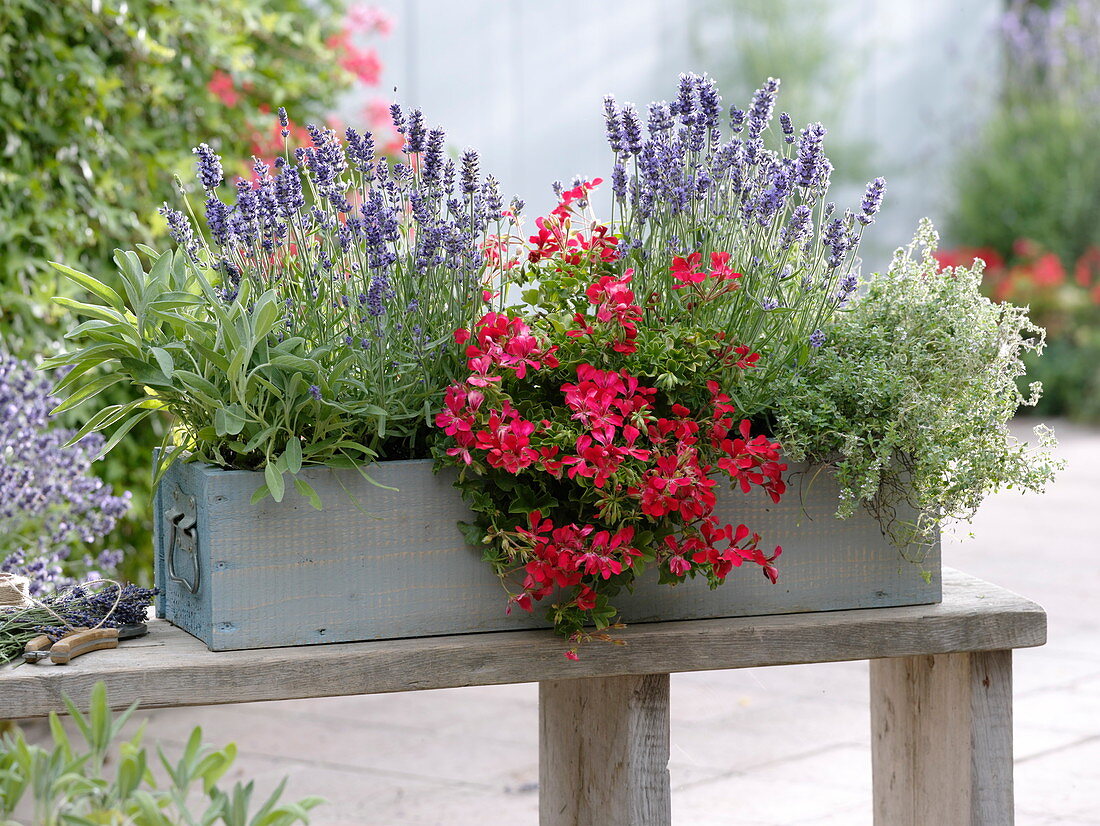 Wooden box with herbs and geranium