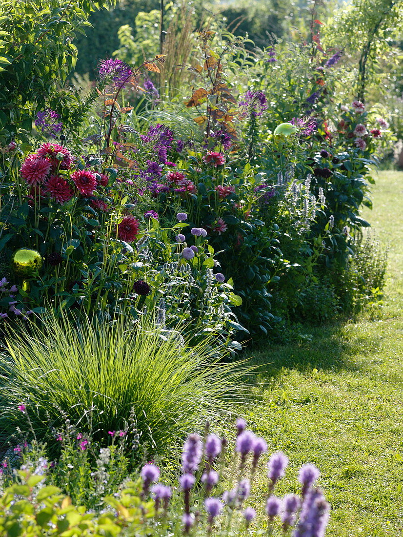 Summer bed with dahlias and roseballs