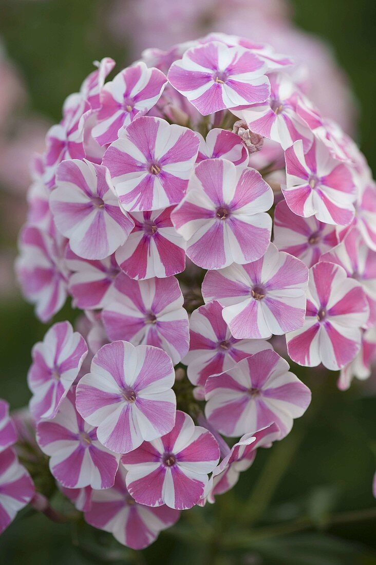 Phlox maculata 'Natascha' (Meadow phlox)