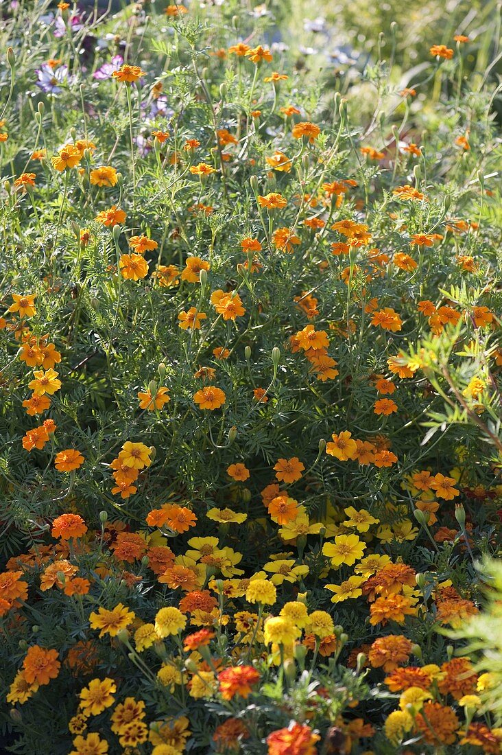 Tagetes 'Single Gold' 'Espana' (marigolds)