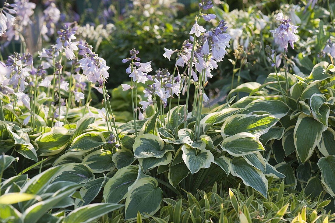 Hosta 'Francee' (Funkia)