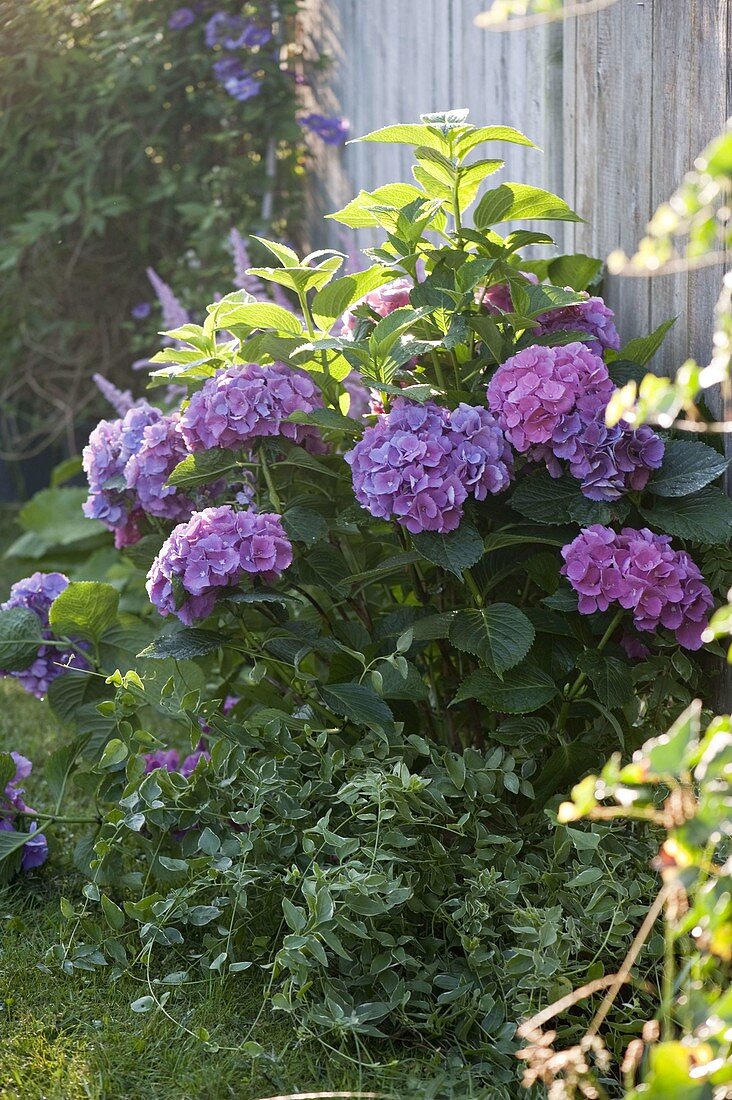 Hydrangea macrophylla (Hortensie)