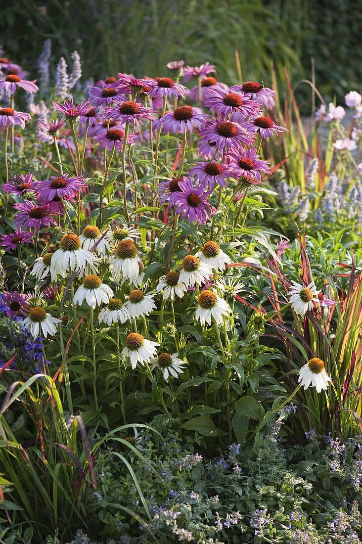 Echinacea purpurea 'Magnus', 'White Swan' (Sonnenhut), Imperata