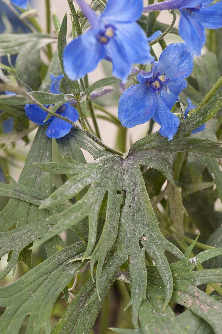 Powdery mildew on Delphinium (Delphinium)