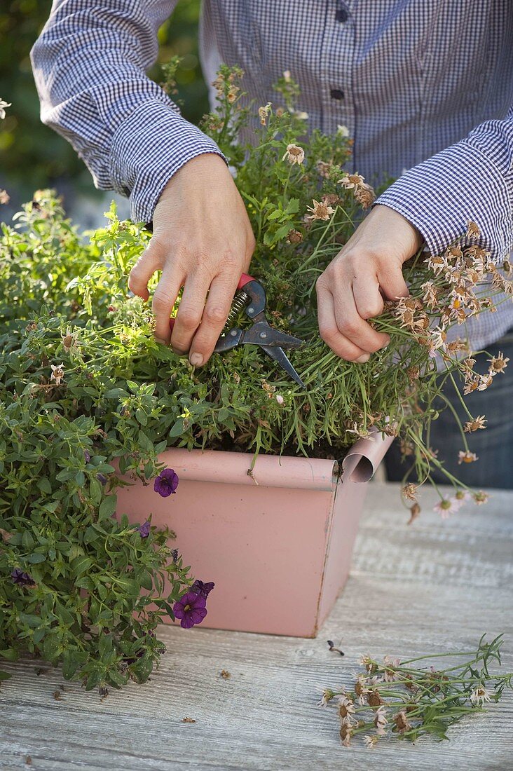 Woman cutting back Argyranthemum (daisy) in balcony box